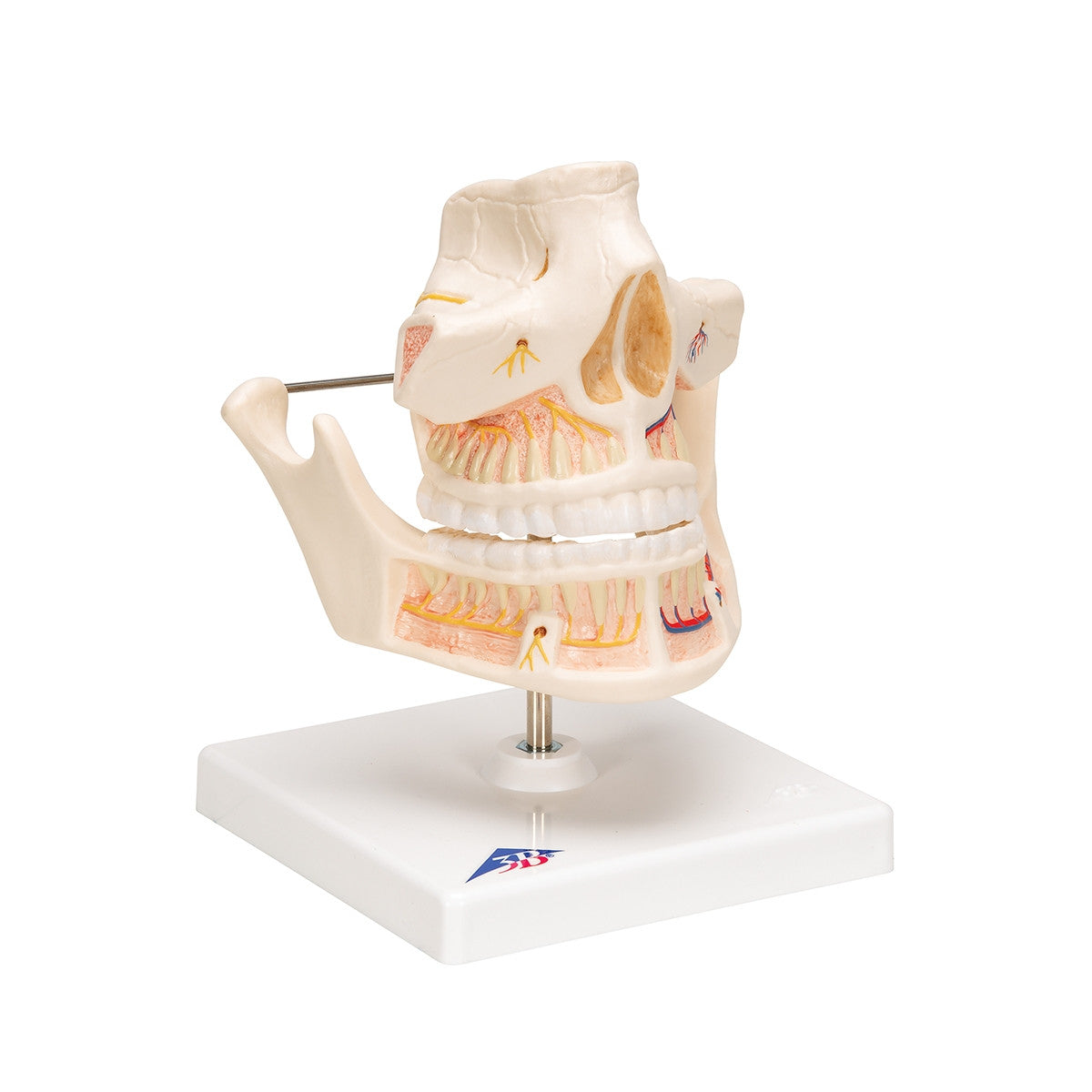 Adult Dentures Model