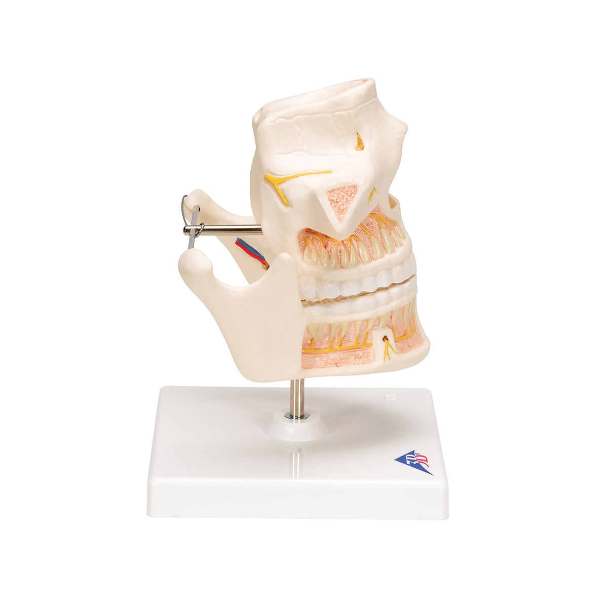 Adult Dentures Model