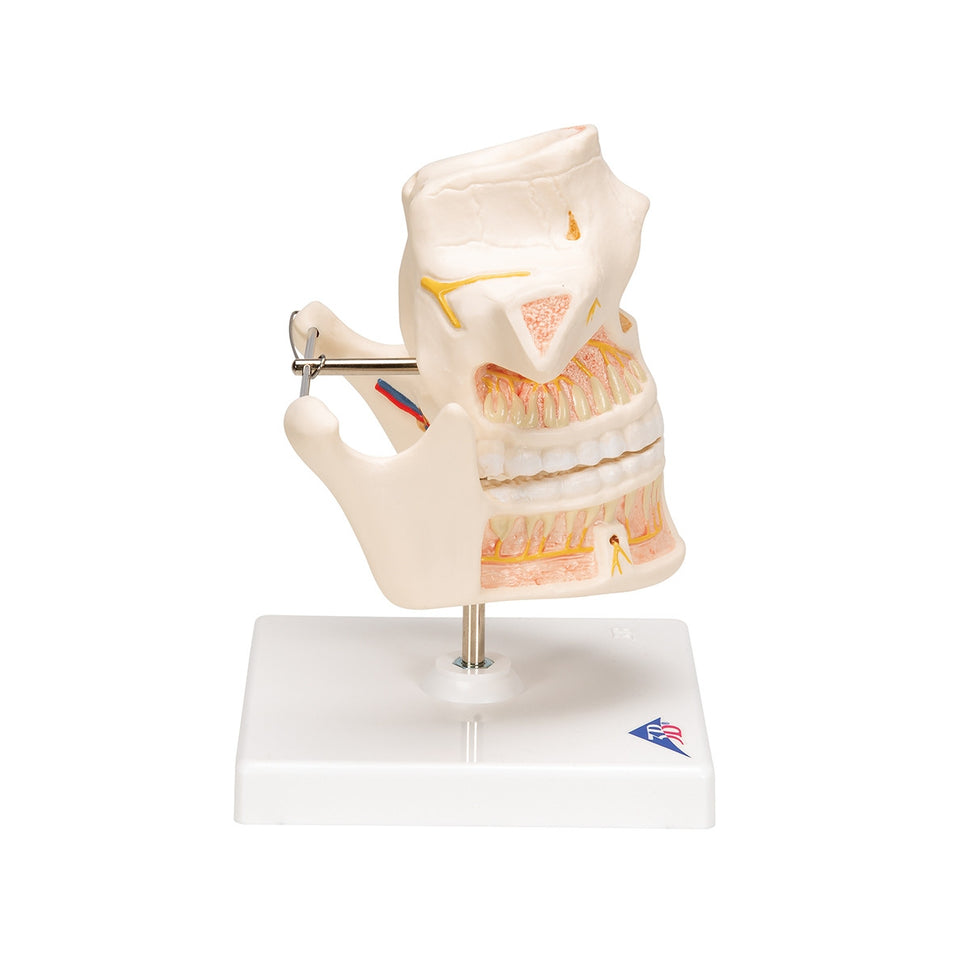 Adult Dentures Model