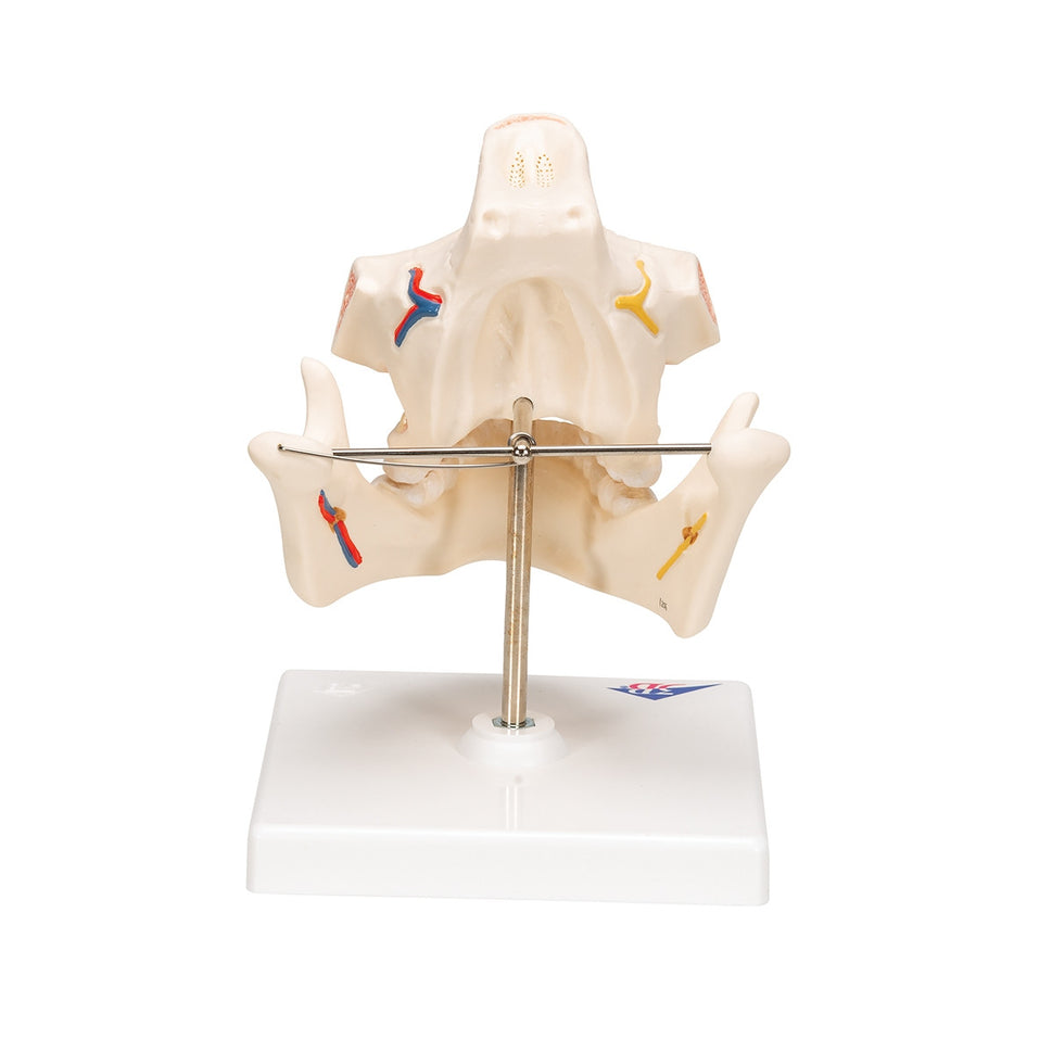 Adult Dentures Model