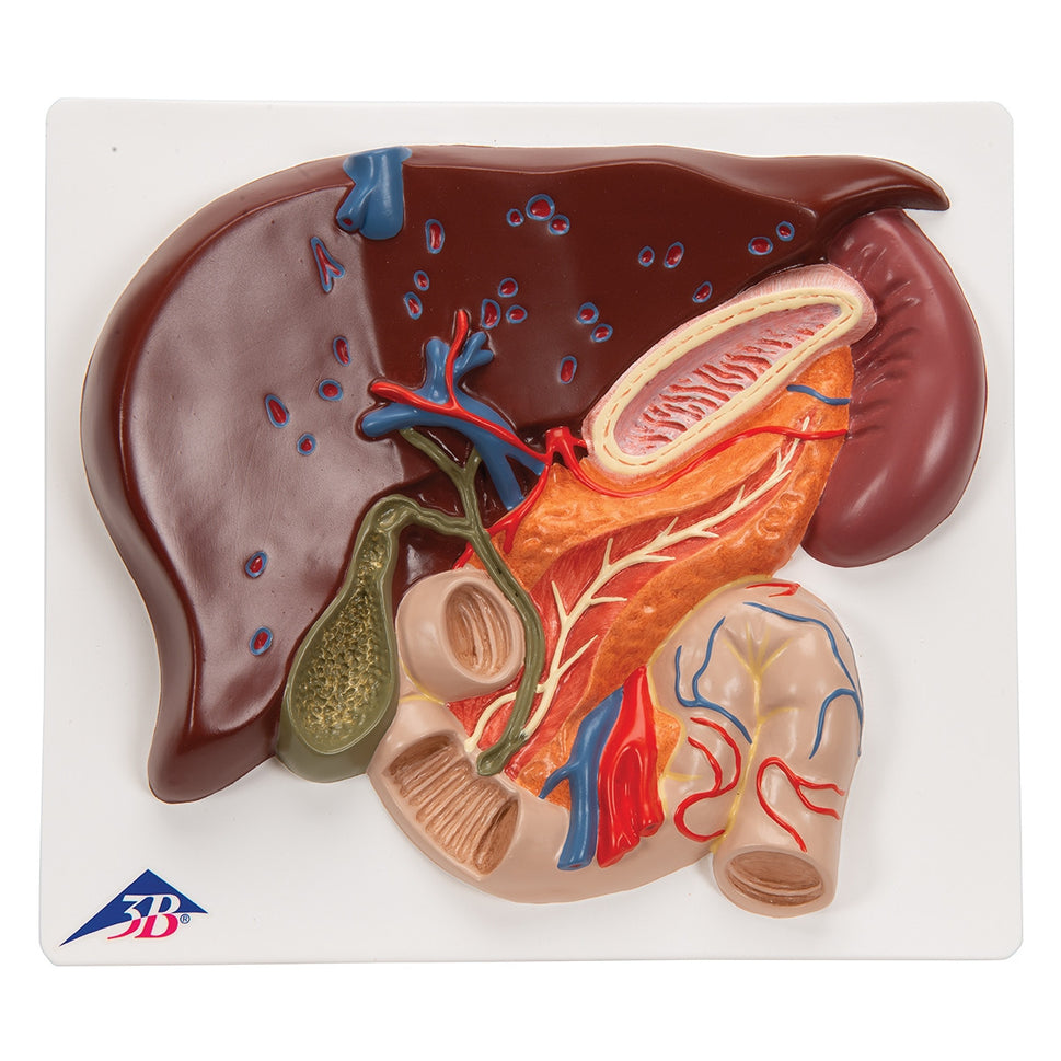 Liver Model with Gall Bladder, Pancreas and Duodenum
