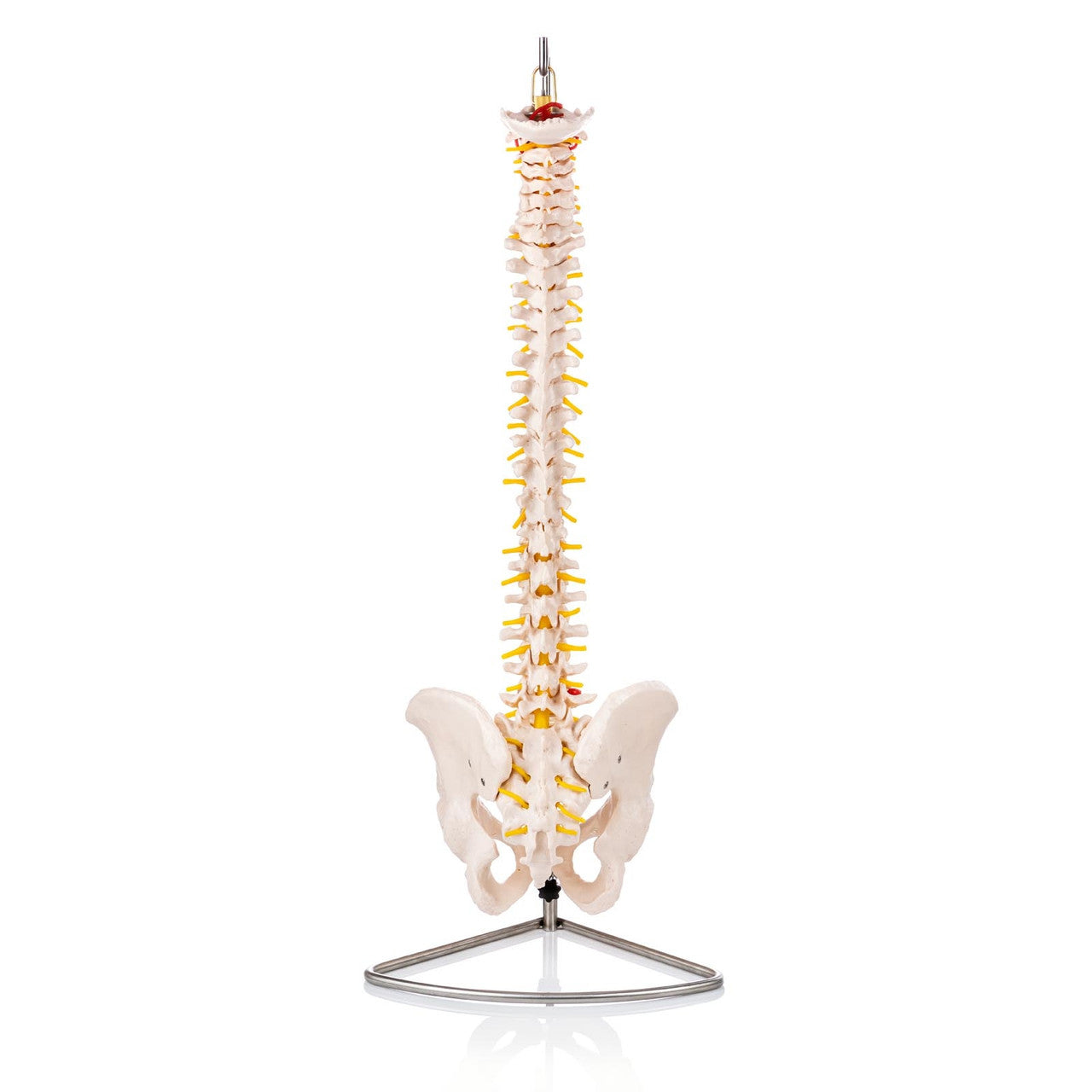 Anatomical Spine Model on Stand