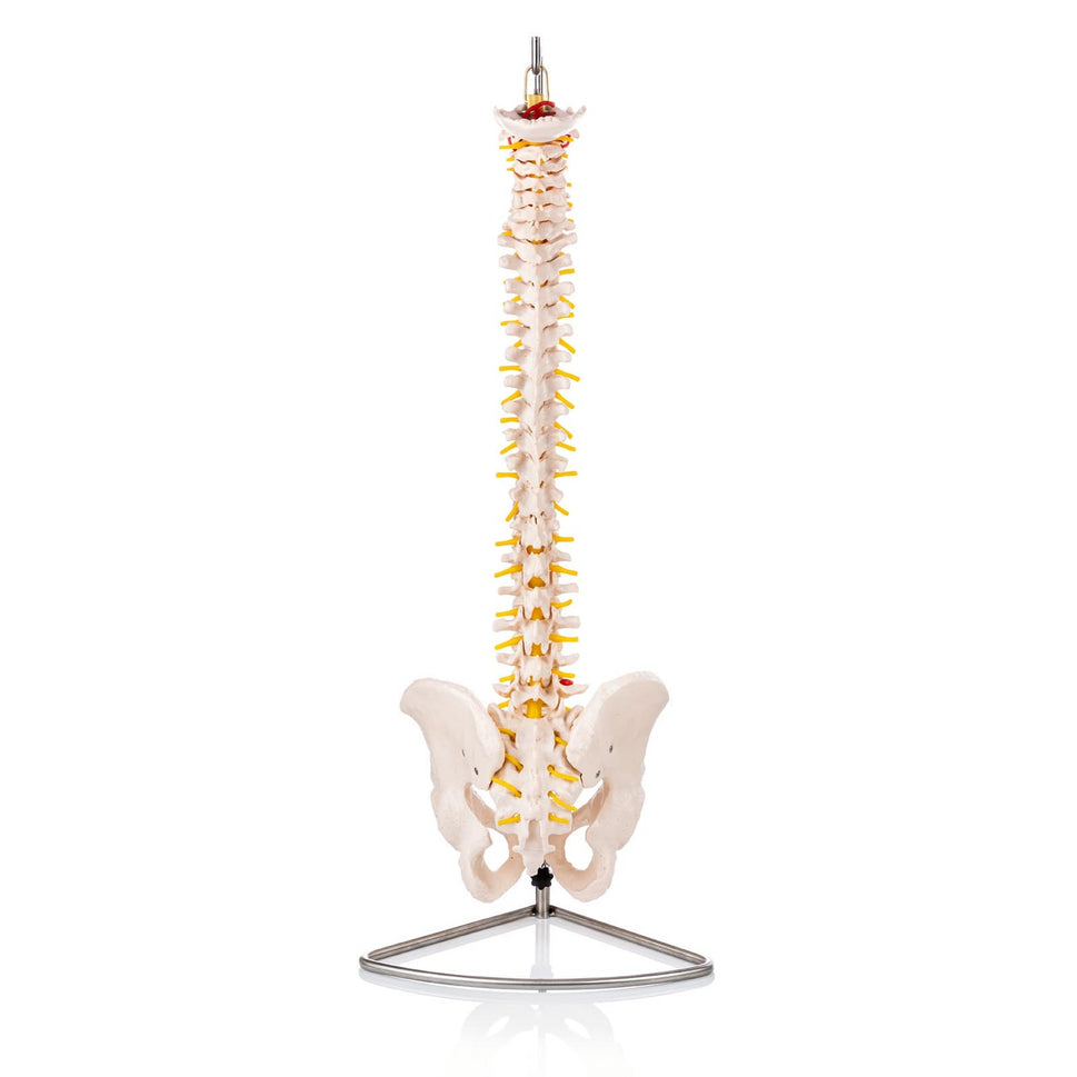 Budget Flexible Spine Model with Pelvis