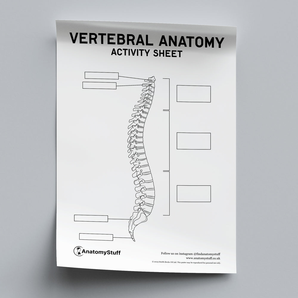 Vertebral Anatomy Activity Sheet PDF