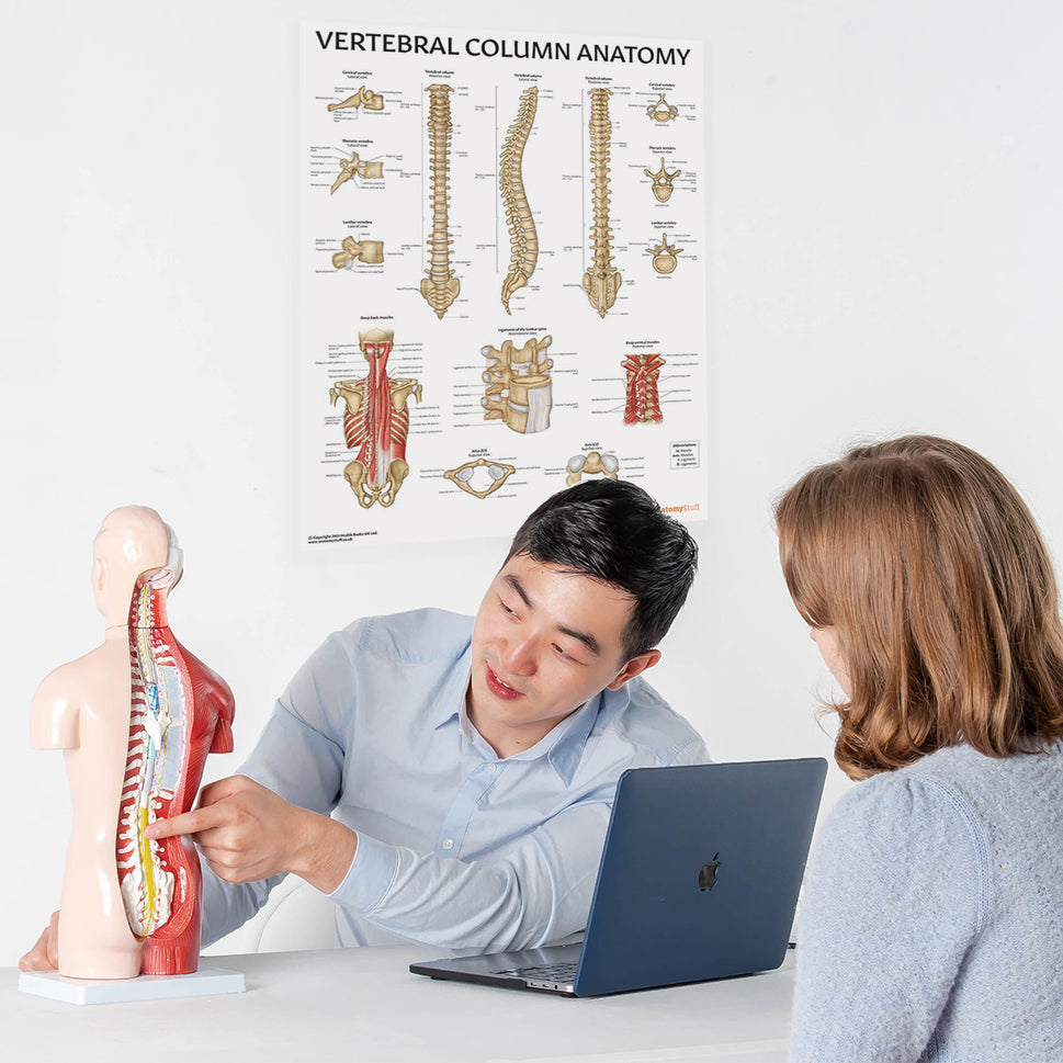 Budget Genderless Torso Model (18 part)