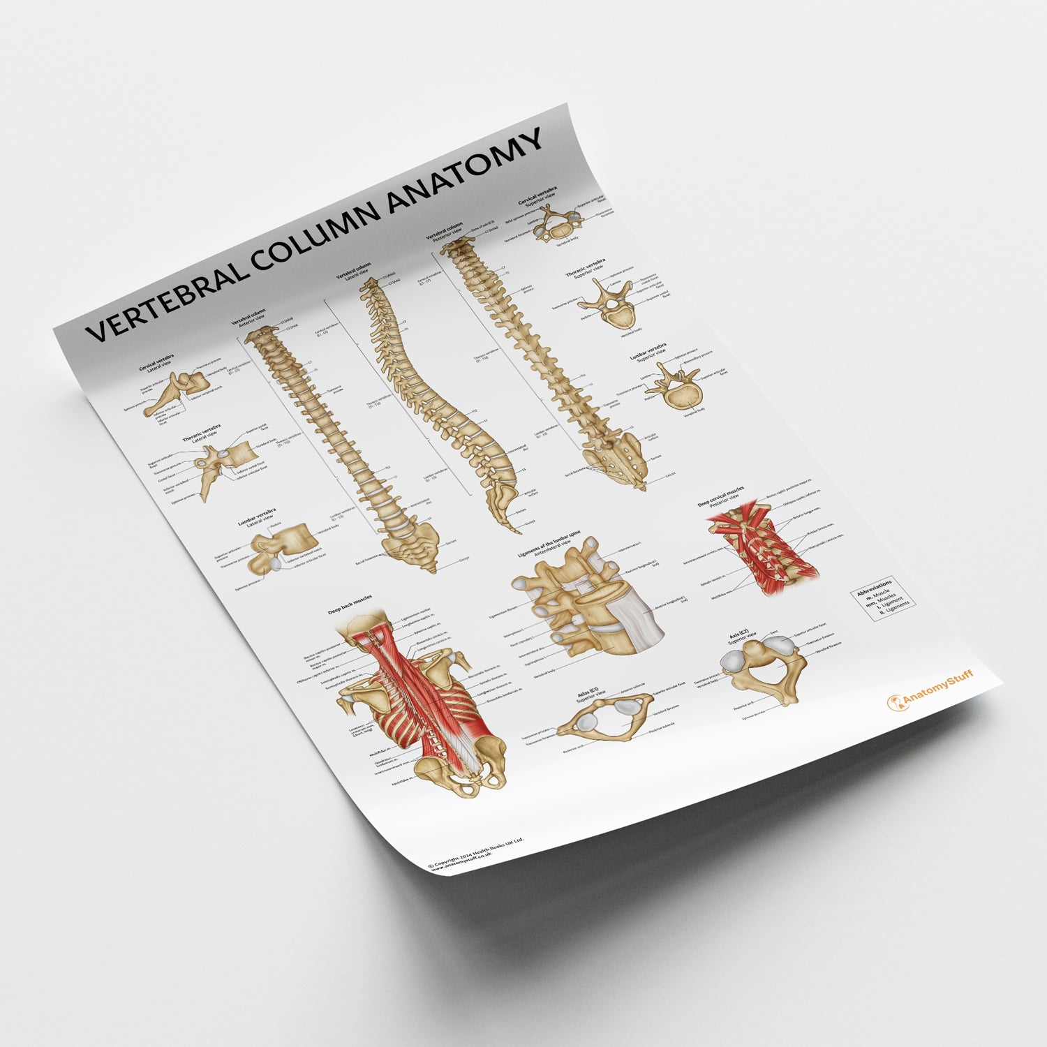 Vertebral Column Anatomy Chart / Poster - Part of Collection