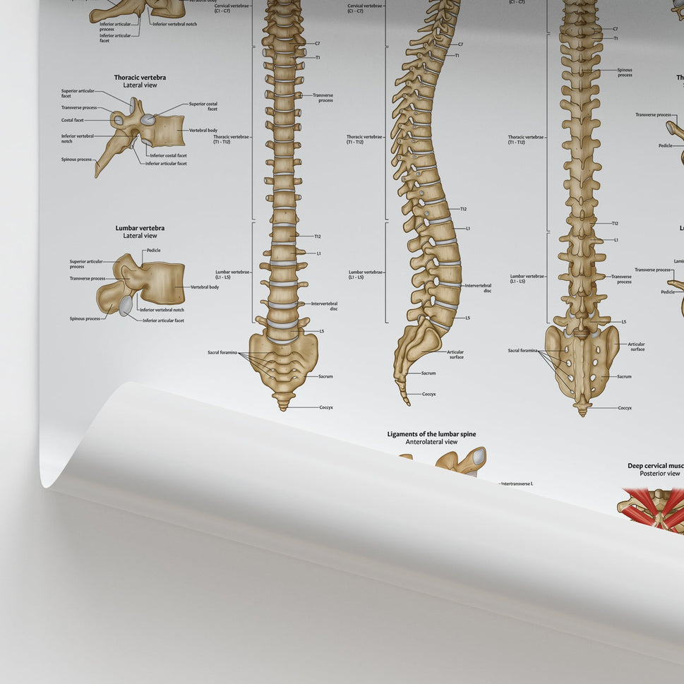Vertebral Column Anatomy Chart / Poster
