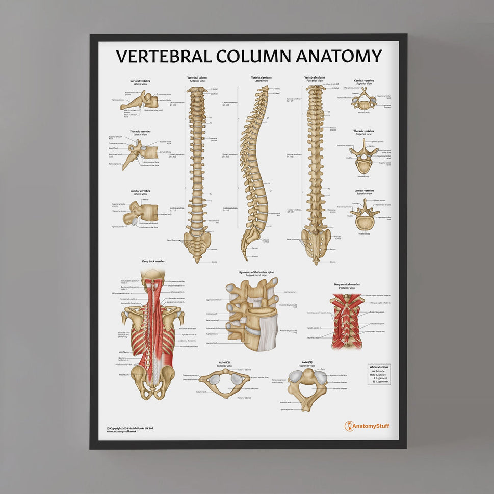 Vertebral Column Anatomy Chart / Poster