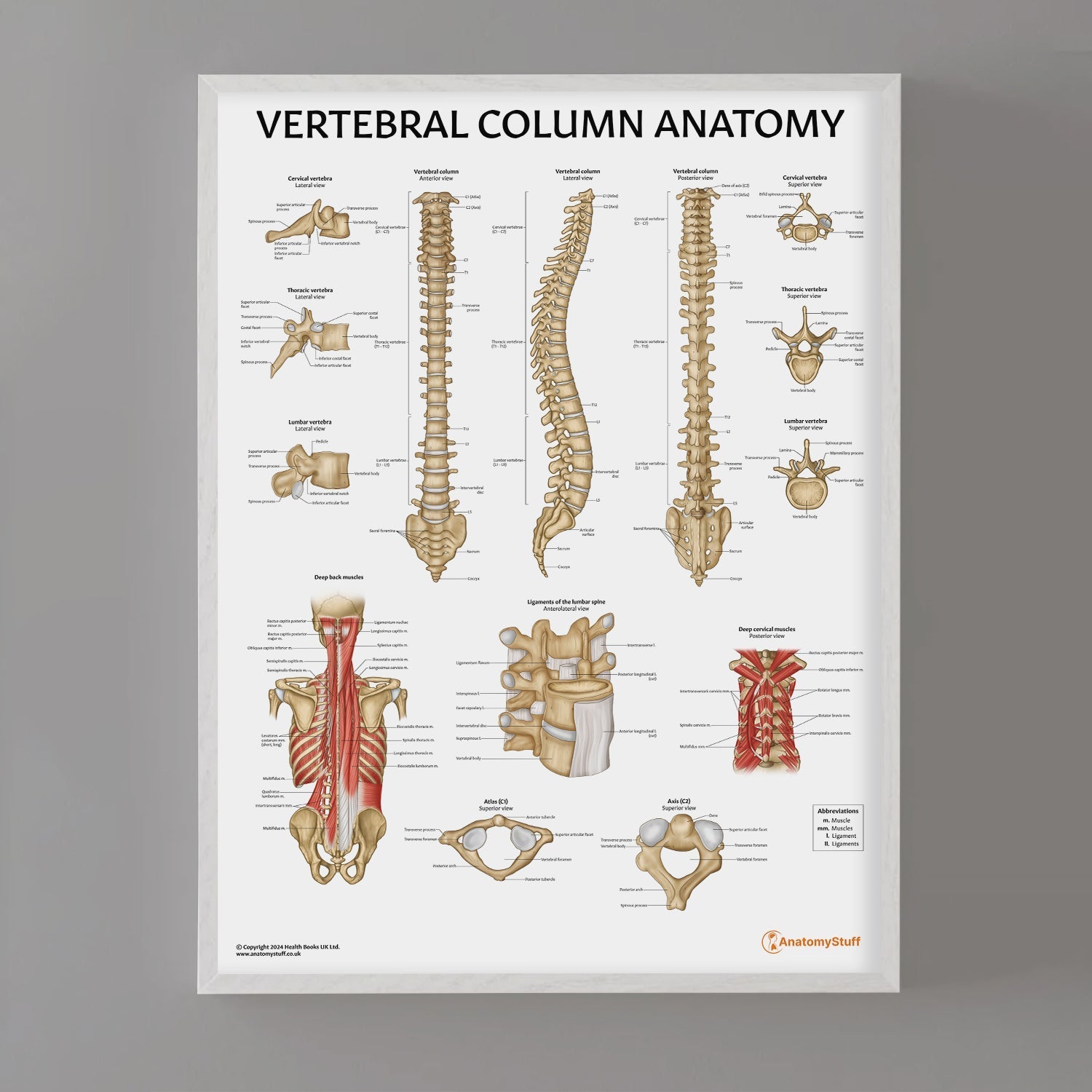 Vertebral Column Anatomy Chart / Poster - Part of Collection