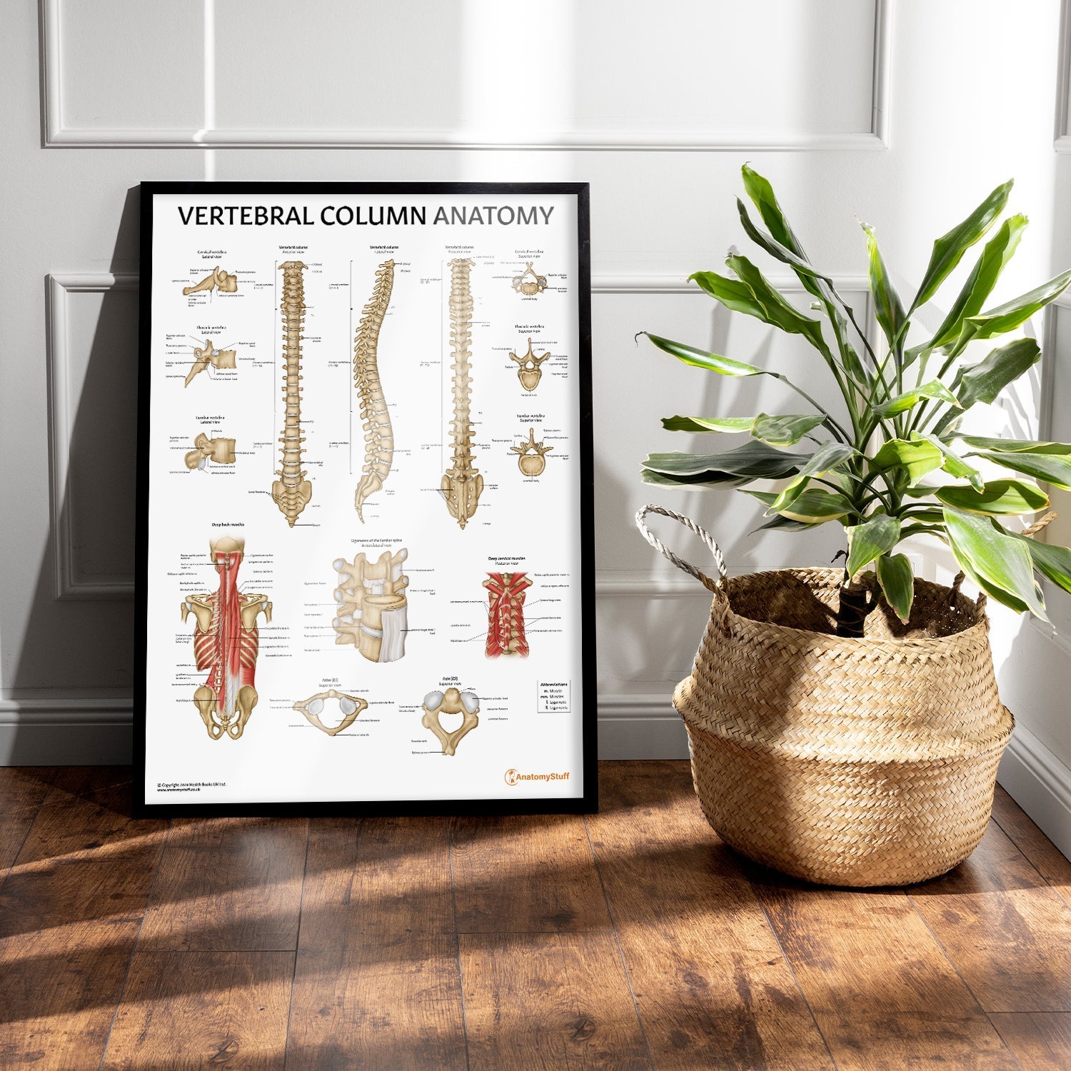 Vertebral Column Anatomy Chart / Poster - Part of Collection