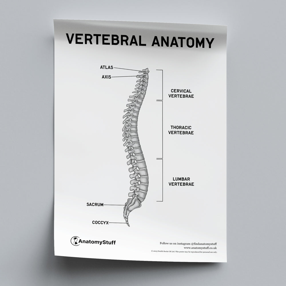 Vertebral Anatomy Poster PDF