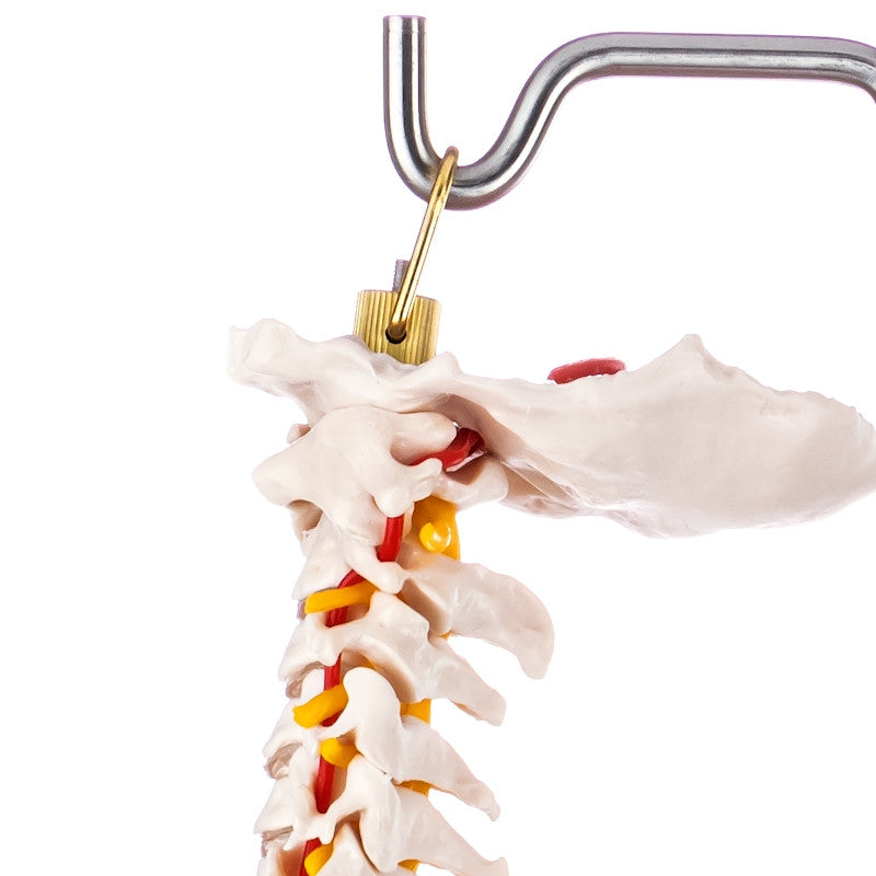 Budget Flexible Spine Model