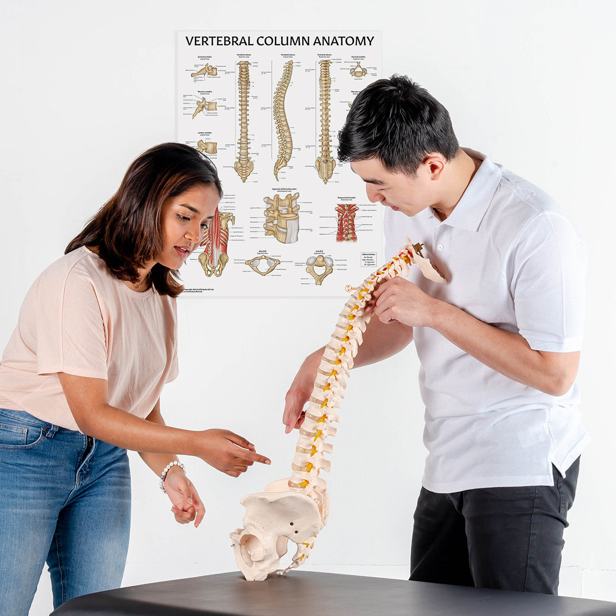Spine Model with view of Vertebral Column Anatomy