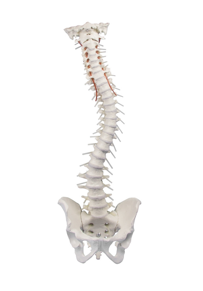Flexible Soft Disc Spine Model