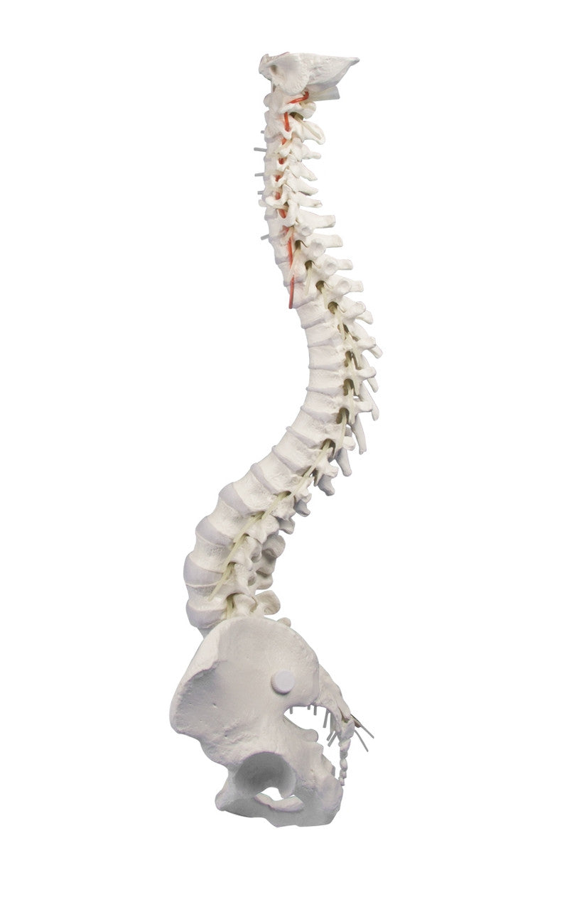 Flexible Soft Disc Spine Model