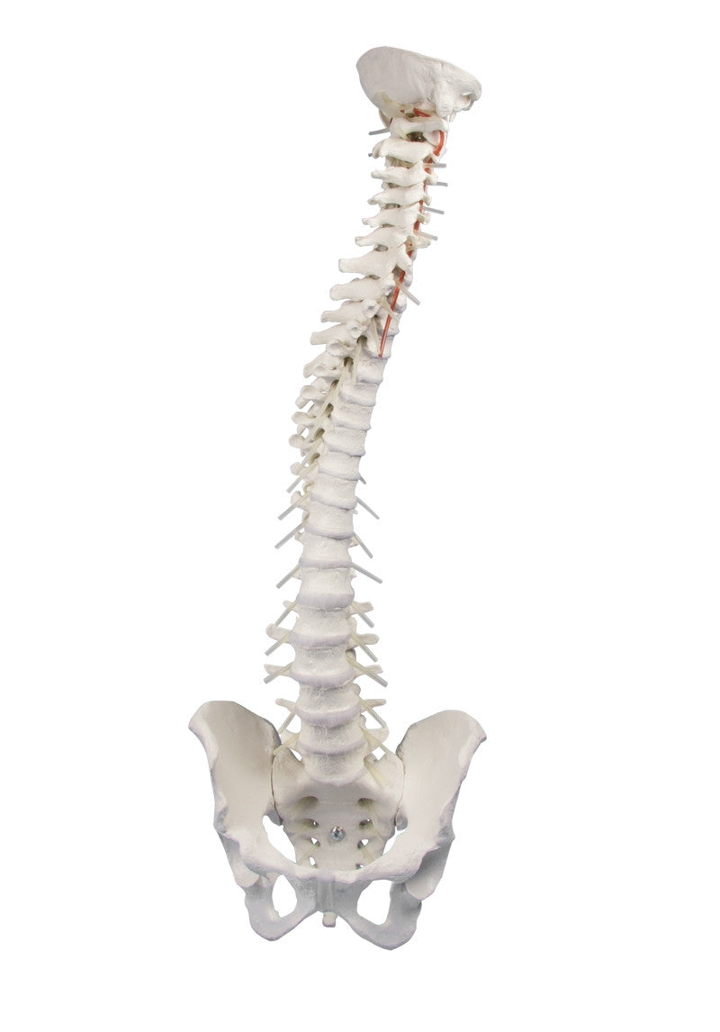 Flexible Soft Disc Spine Model