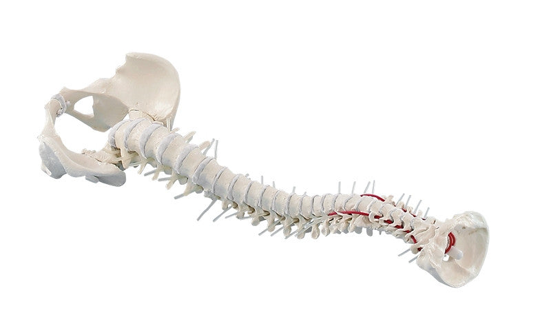 Flexible Soft Disc Spine Model