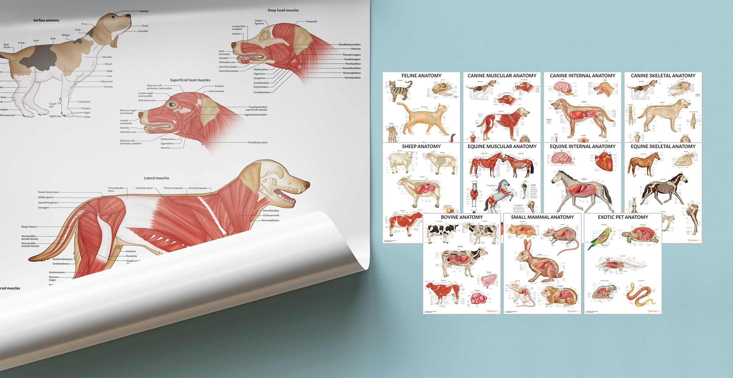 Veterinary 11 Poster Collection