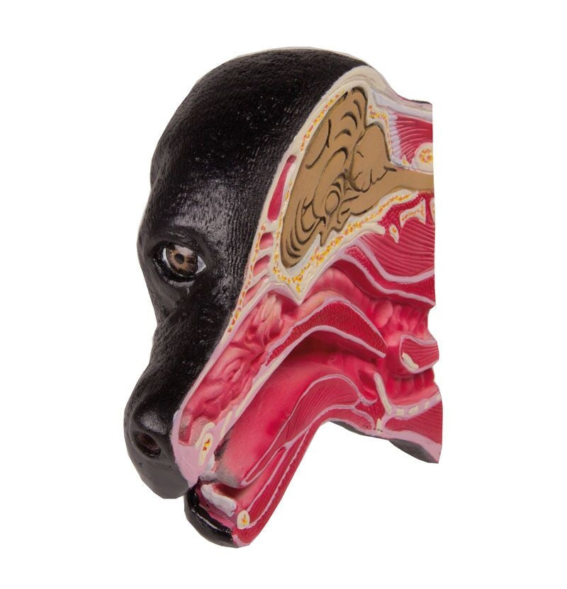 Canine Head Section Model