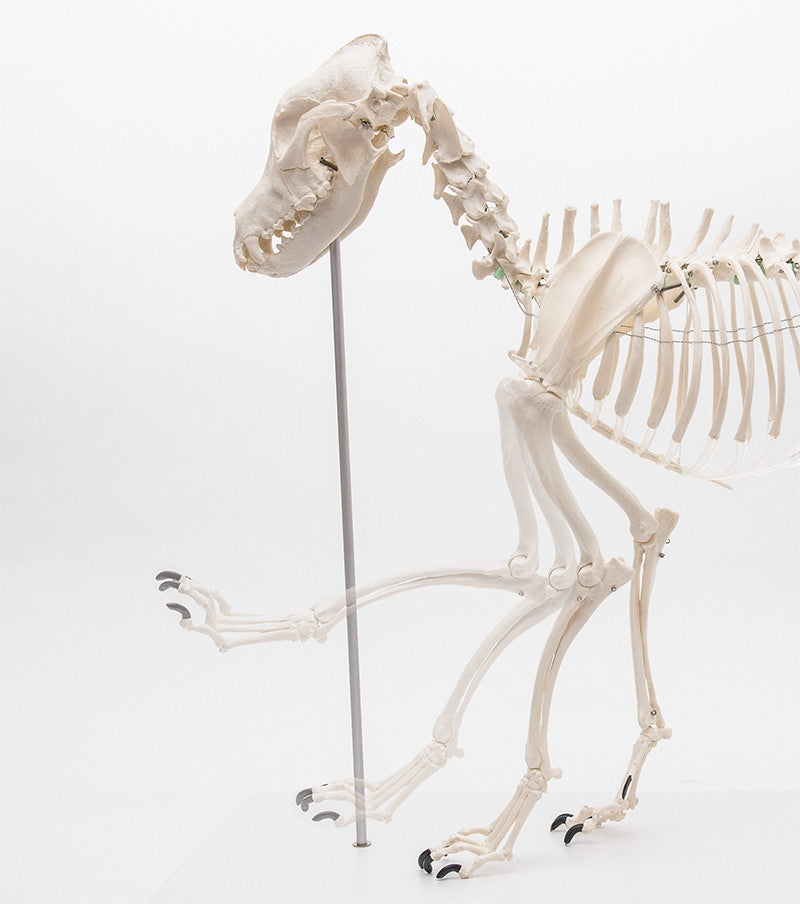 Canine Skeleton Model