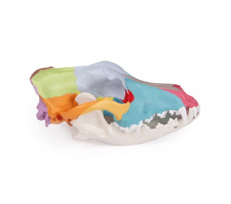Didactic Canine Skull Model
