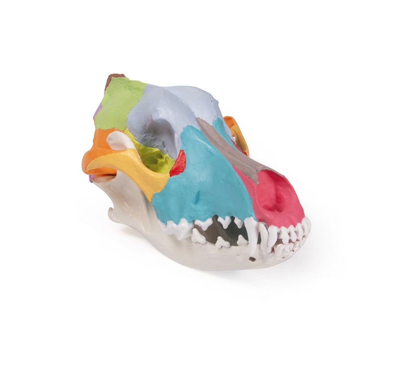Didactic Canine Skull Model