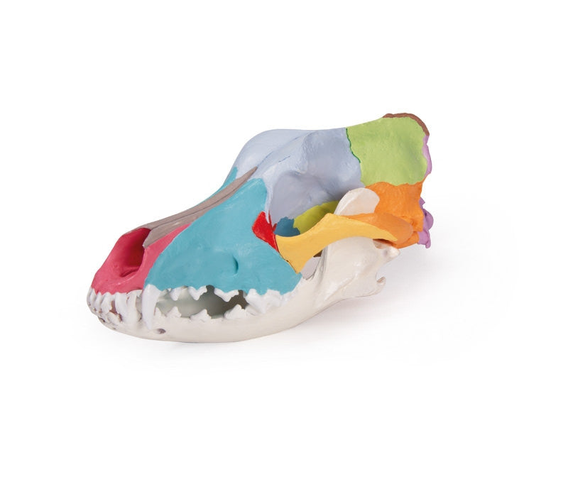 Didactic Canine Skull Model