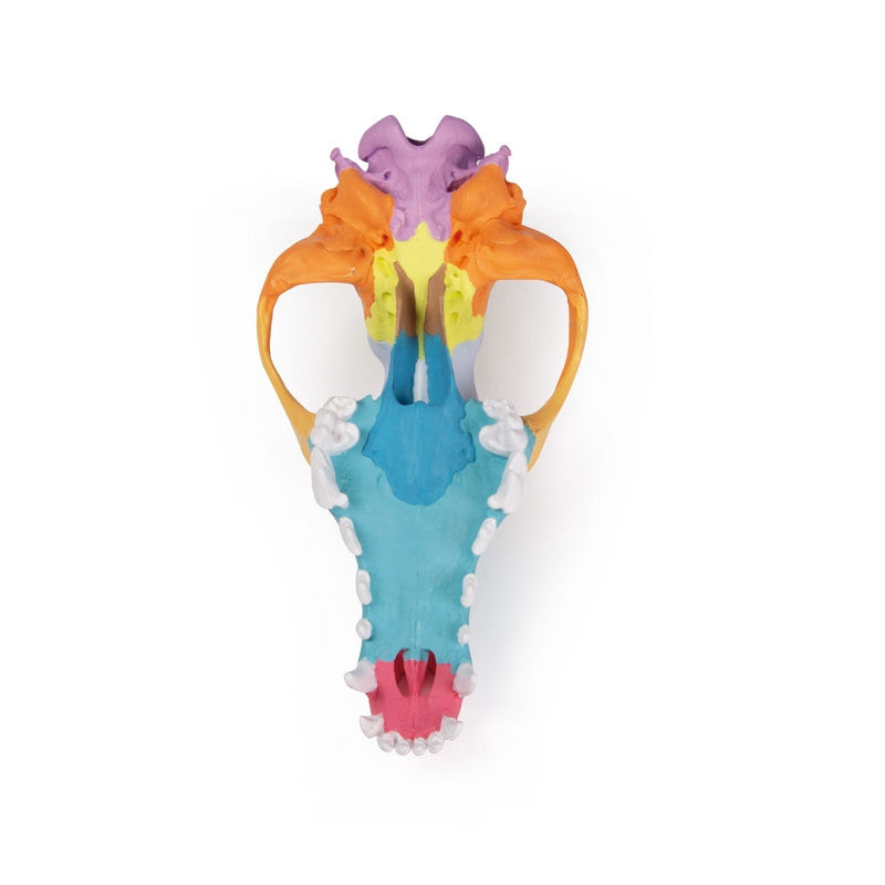 Didactic Canine Skull Model