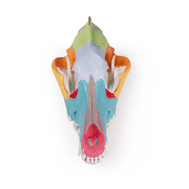 Didactic Canine Skull Model