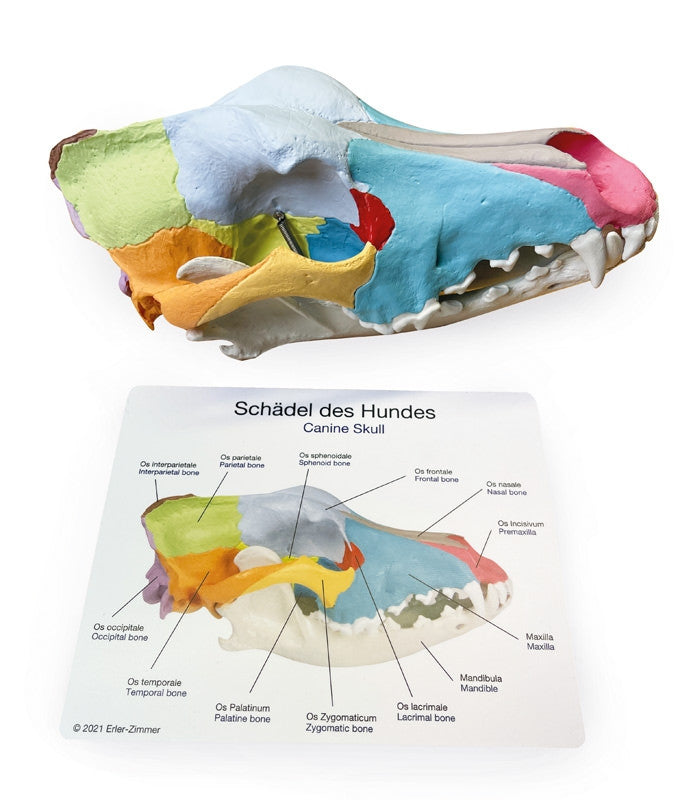 Didactic Canine Skull Model