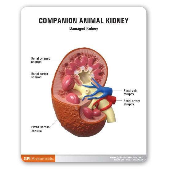 Companion Animal Kidney Model (2 part)
