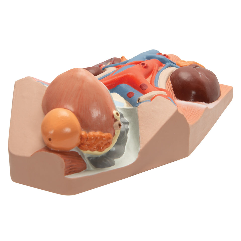 Male Urinary System Model