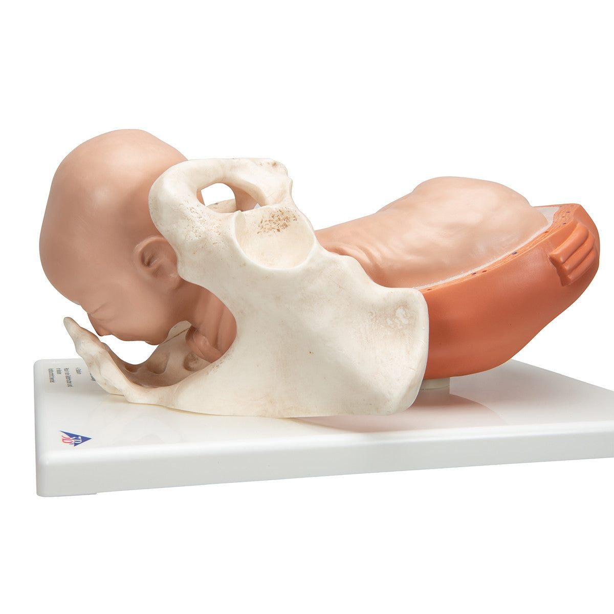 Birthing Process Model Set (5 part)