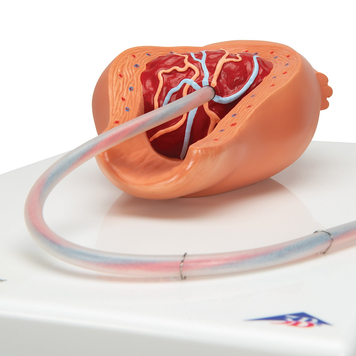 Birthing Process Model Set (5 part)