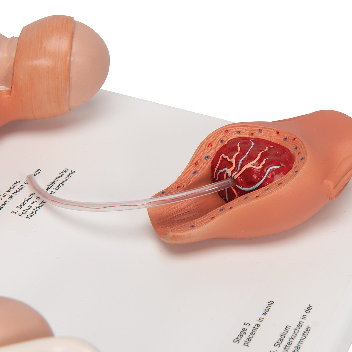 Labour Model Set (5 part, 1/2 size)