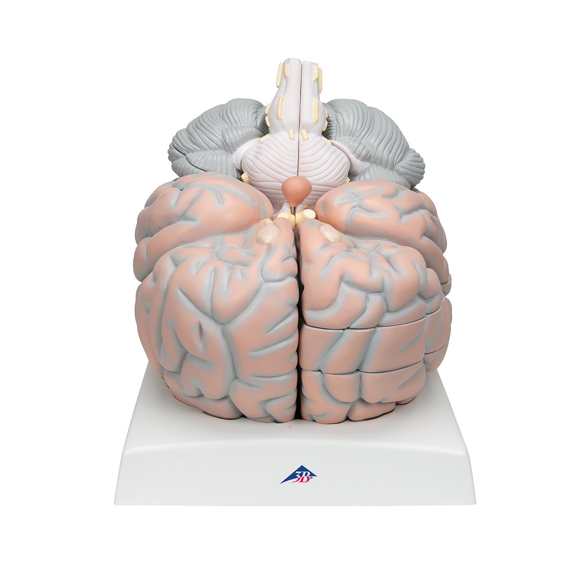Giant Brain Model (2.5 times life size, 14 part)