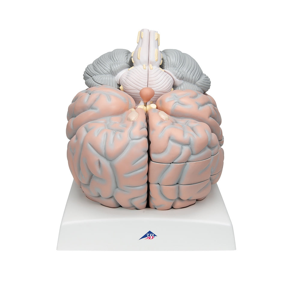 Giant Brain Model (2.5 times life size, 14 part)