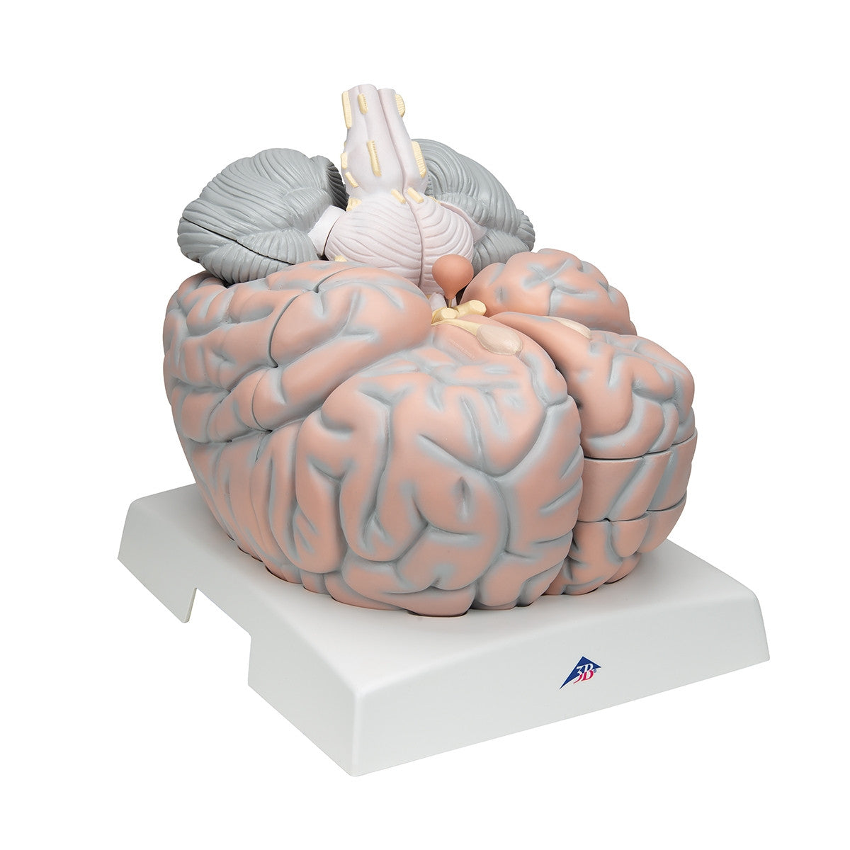 Giant Brain Model (2.5 times life size, 14 part)