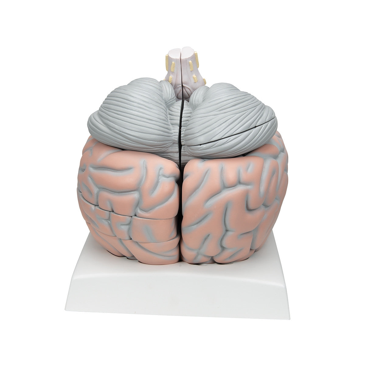 Giant Brain Model (2.5 times life size, 14 part)