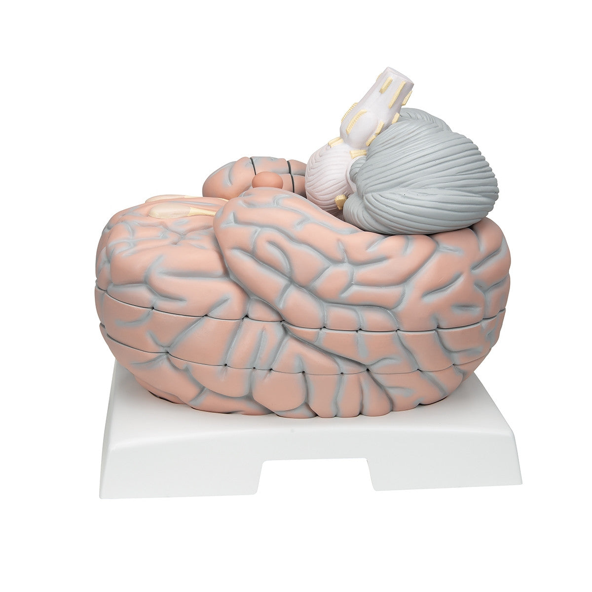 Giant Brain Model (2.5 times life size, 14 part)