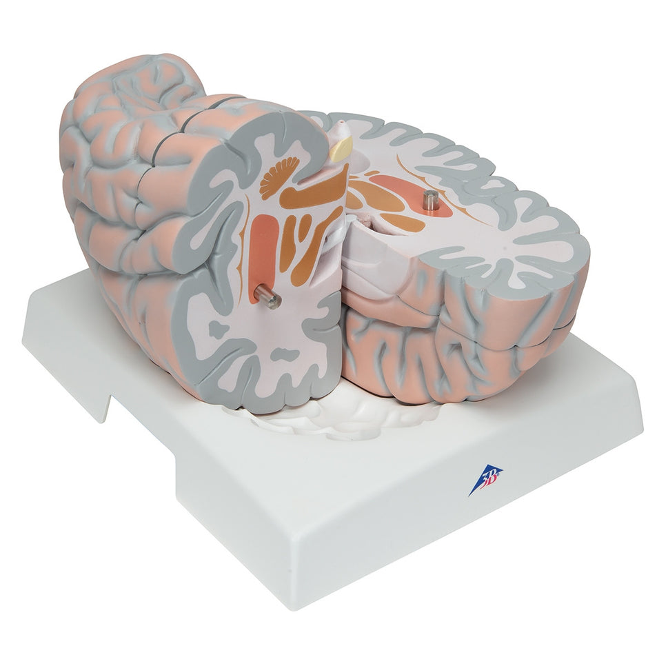 Giant Brain Model (2.5 times life size, 14 part)