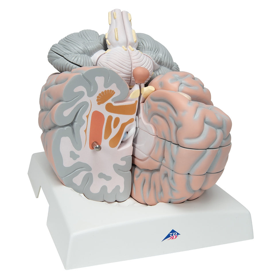 Giant Brain Model (2.5 times life size, 14 part)