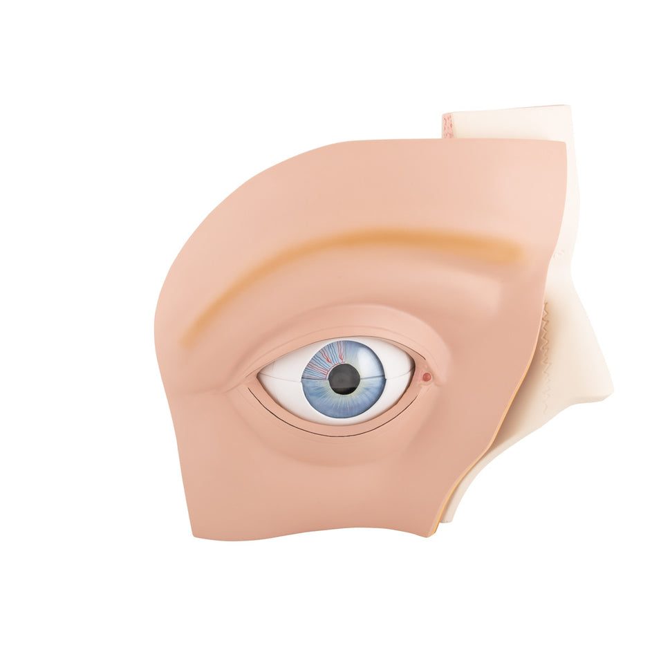 Eye Model in Bony Orbit (5 times life size, 12 part)