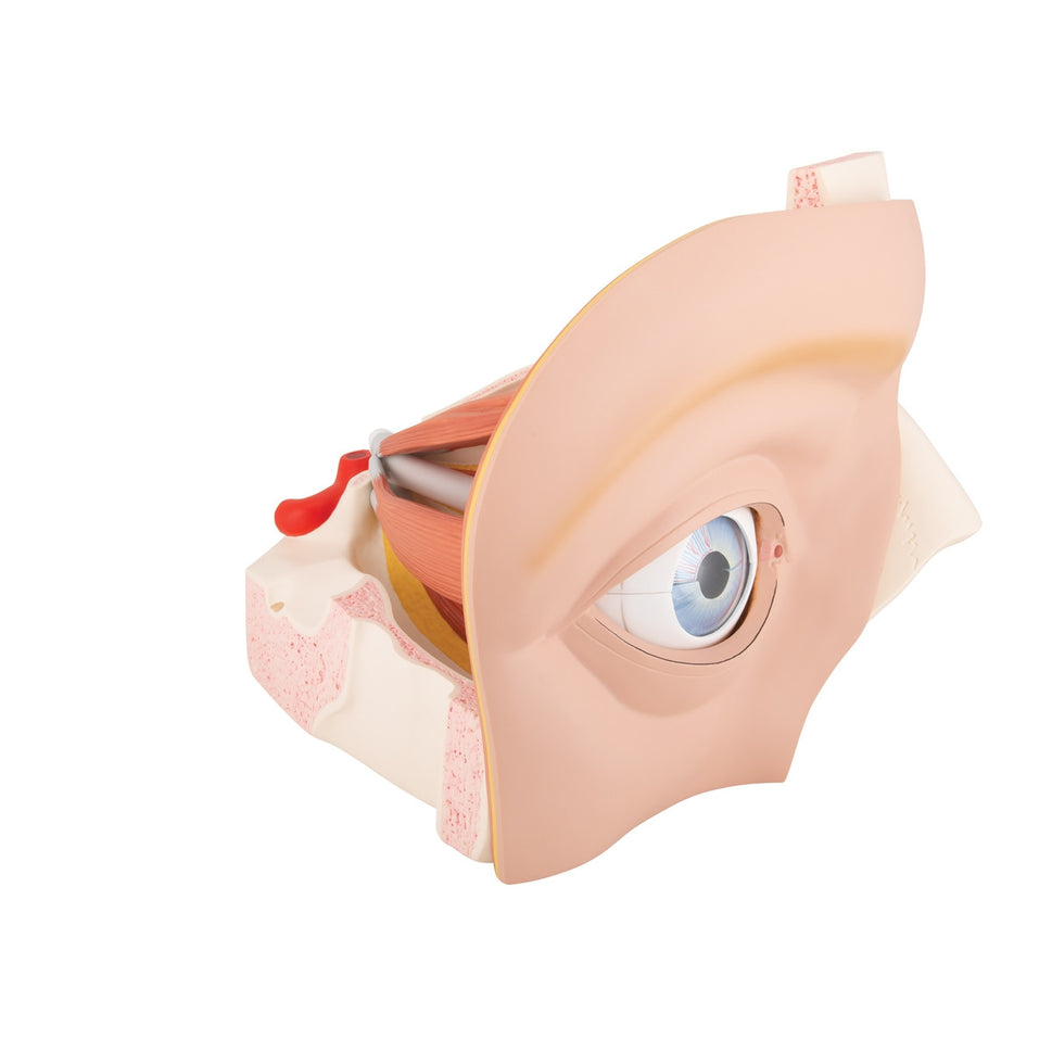 Eye Model in Bony Orbit (5 times life size, 12 part)