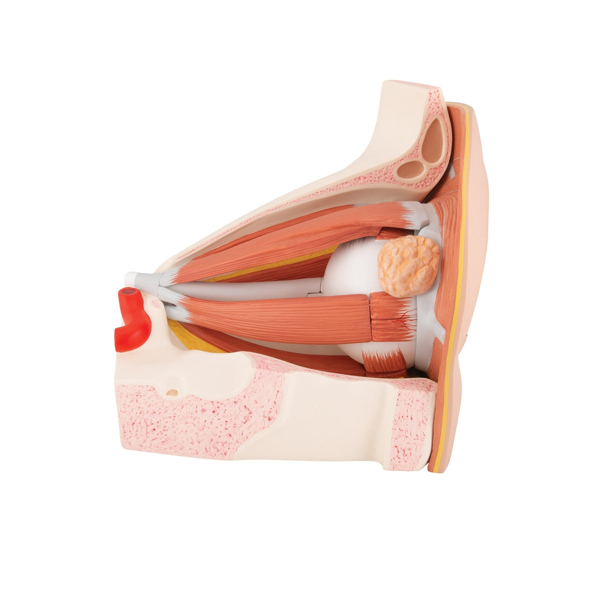 Eye Model in Bony Orbit (5 times life size, 12 part)