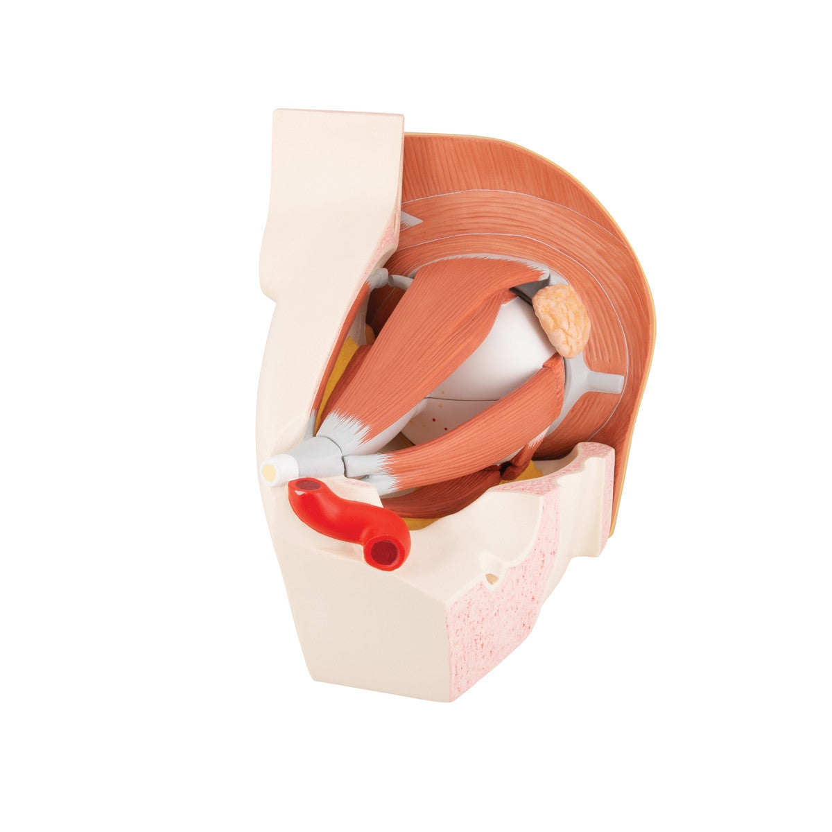 Eye Model in Bony Orbit (5 times life size, 12 part)