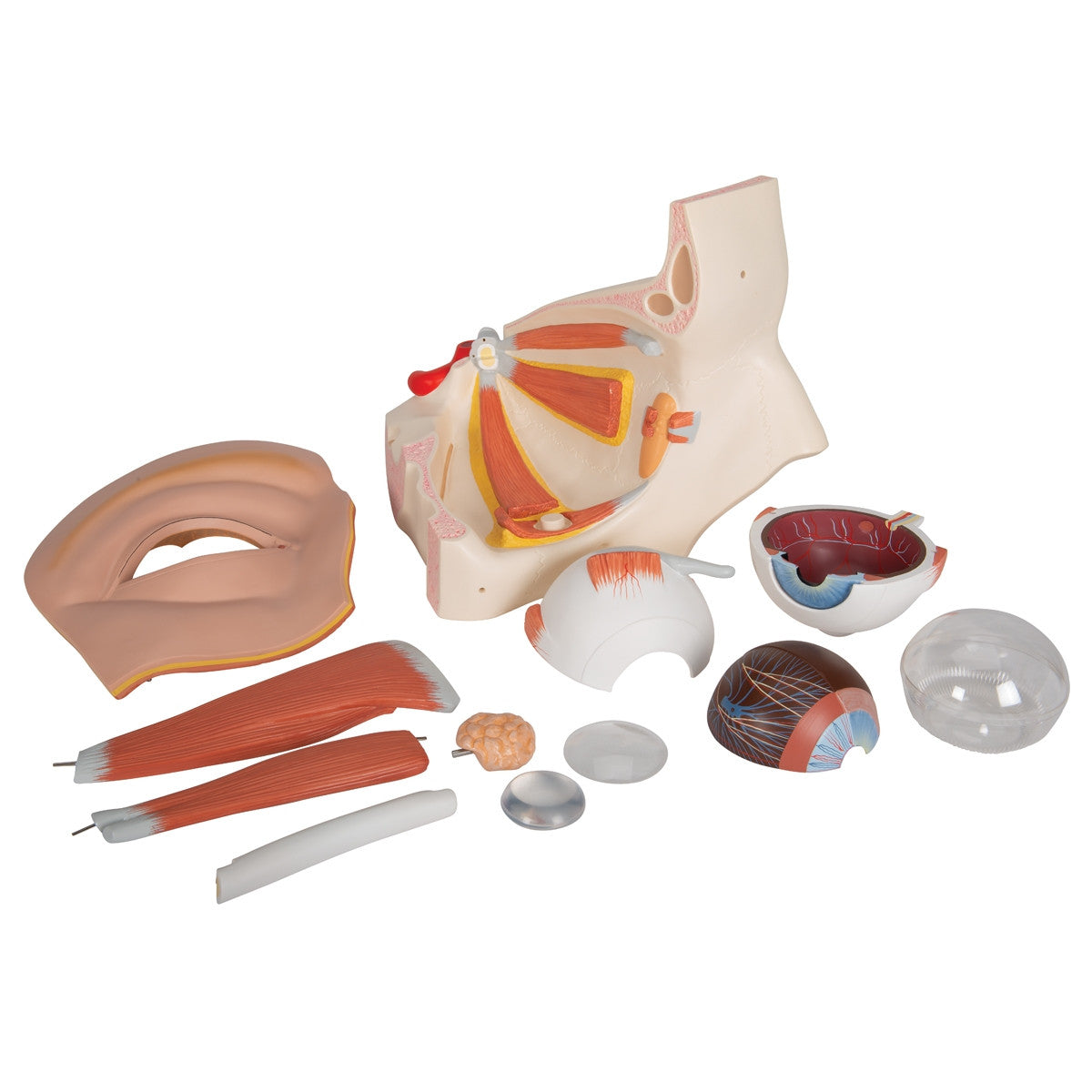 Eye Model in Bony Orbit (5 times life size, 12 part)