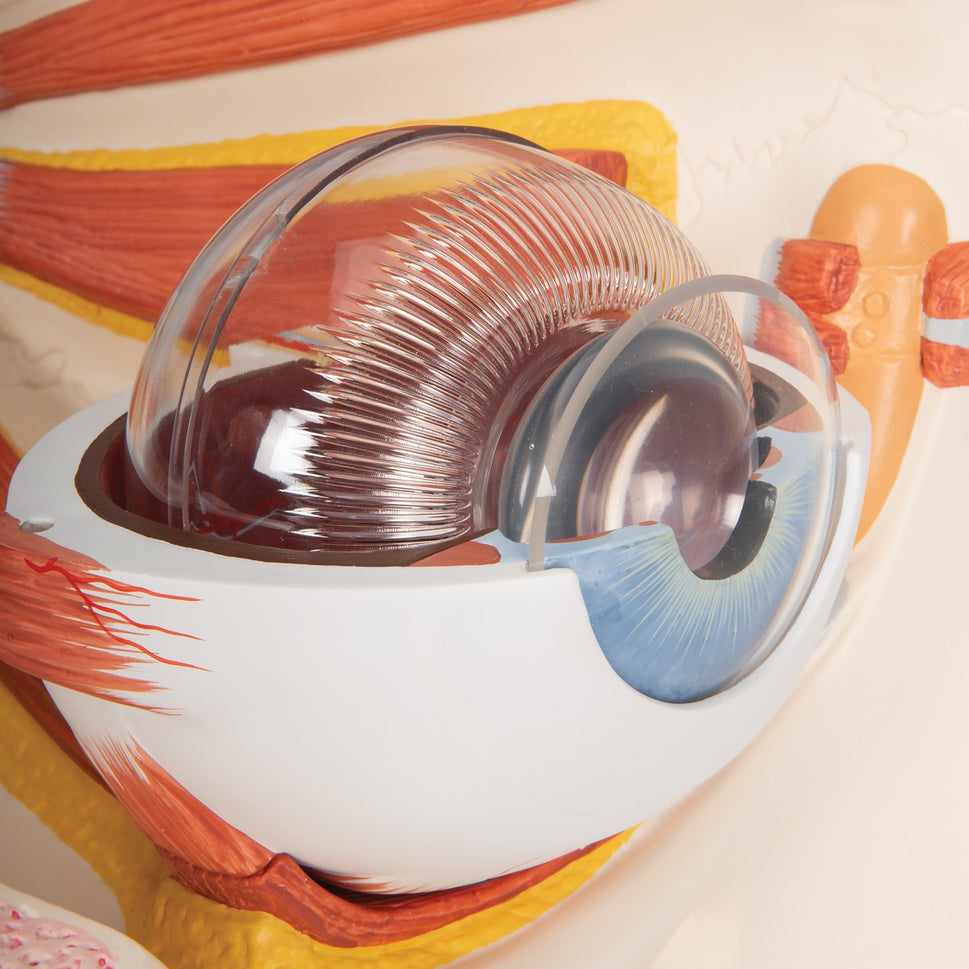 Eye Model in Bony Orbit (5 times life size, 12 part)