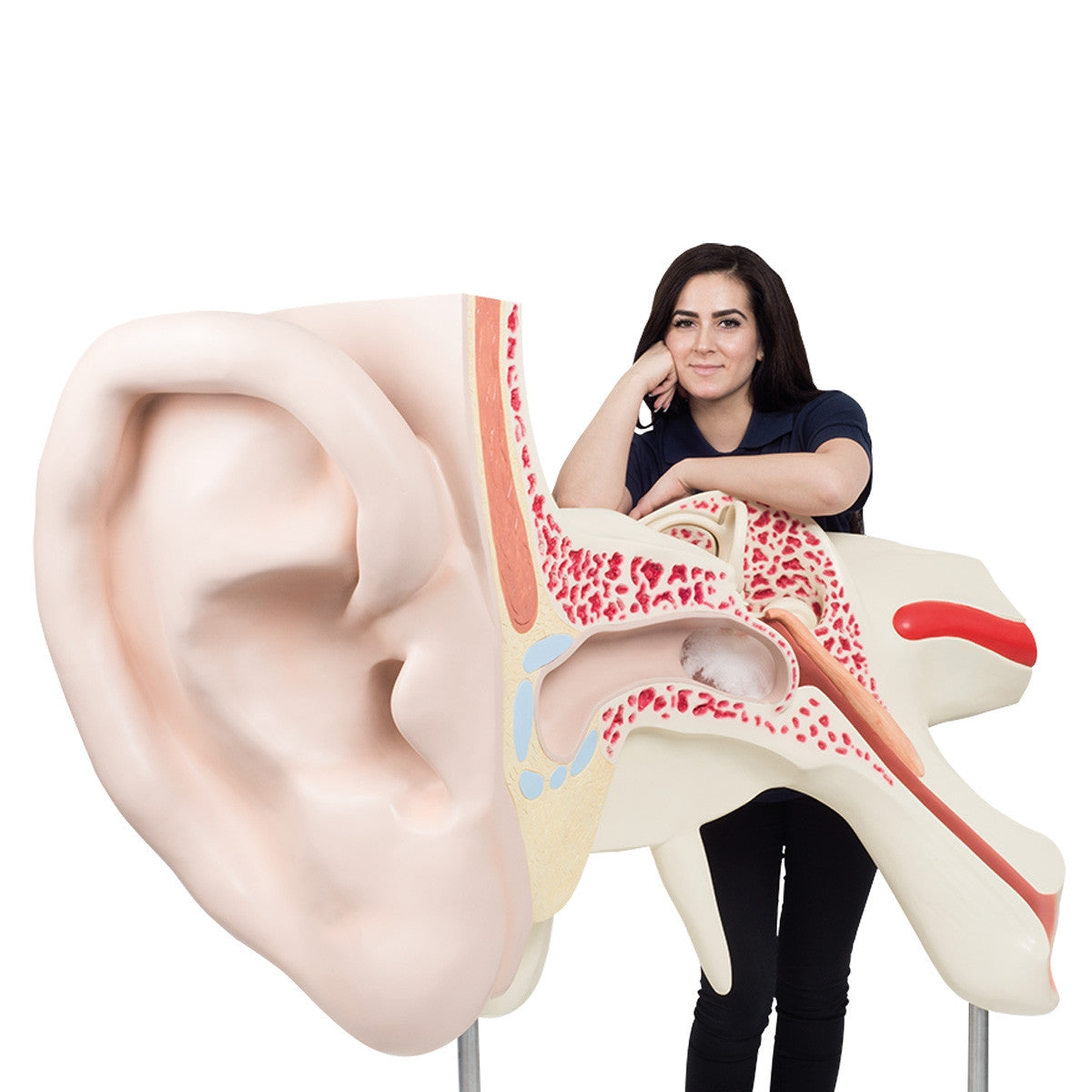 World's Largest Ear Model (15 times life size, 3 part)