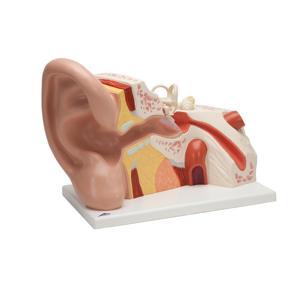 Giant Ear Model (5 times life size, 3 part)